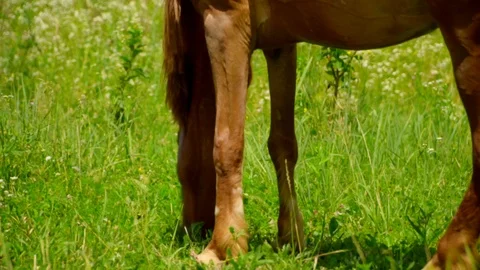 Slow motion side close-up view of dark brown horse eating grass in a green Stock Footage 119759927