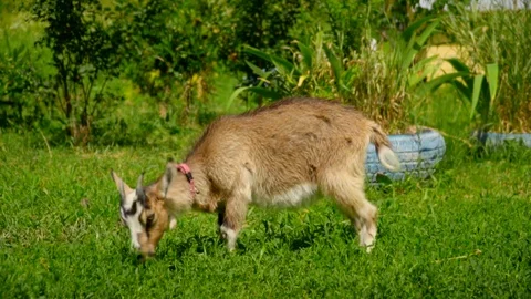 Slow motion side close-up view of a goat eating grass in a green field on a Stock Footage 119761153
