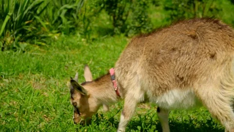 Slow motion side close-up view of a goat eating grass in a green field on a Stock Footage 119761184