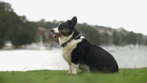 Slow motion Side profile of a Corgi with Mosman background 4K Video stock 153192599