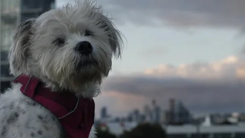 Slow motion side profile of dogs face with cityscape background 4K Video stock 243155345