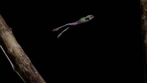 Slow motion side profile tree frog jumping Stock Footage 233697831