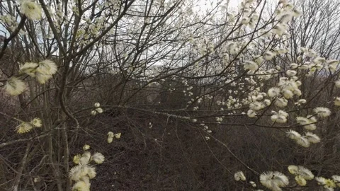 Slow Motion Side Shot of Gently Swaying Willow in the Wind Video stock 305384522