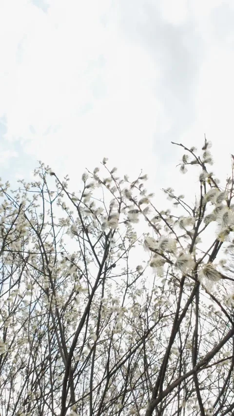 Slow Motion Side Shot of Gently Swaying Willow in the Wind Stock Footage 305385724