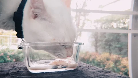 Slow motion side shot of White Siamese cat eating wet cat food in a glass bowl Stock-Footage 100638513