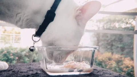 Slow motion side shot of White Siamese cat eating wet cat food in a glass bowl Stock Footage 100638549