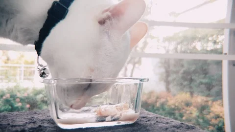 Slow motion side shot of White Siamese cat eating wet cat food in a glass bowl Vidéo 100638633