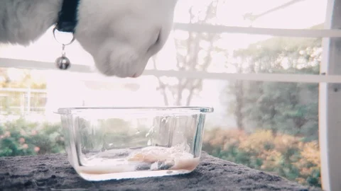 Slow motion side shot of White Siamese cat eating wet cat food in a glass bowl Stock Footage 100638682