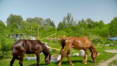 Slow motion side view of beautiful horses walking and eating grass in a green Video stock 119761655