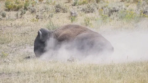 Slow motion side view bison rolling dust yellowstone national park, usa Stock Footage 79869813