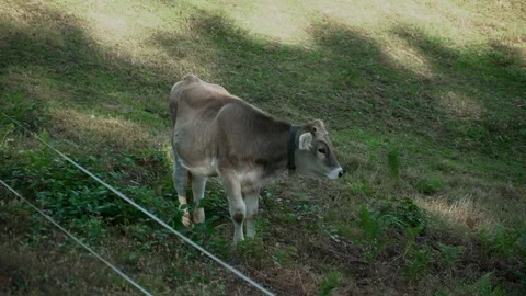 Slow motion side view of bull-calf eating grass in a green field on a sunny day. Stock Footage 119766110