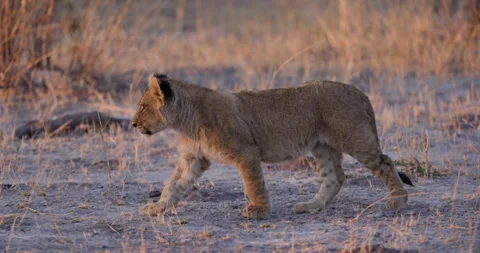 Slow motion side view close-up. Cute young lion cub walking in the African bush Stock Footage 281334661