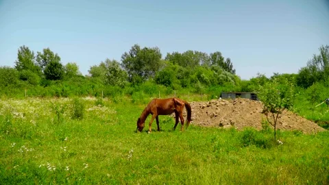 Slow motion side view of dark brown horse eating grass in a green flower field Stock Footage 119759776