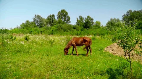 Slow motion side view of dark brown horse eating grass in a green flower field Stock Footage 119759830