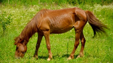 Slow motion side view of dark brown horse eating grass in a green flower field Stock Footage 119759904