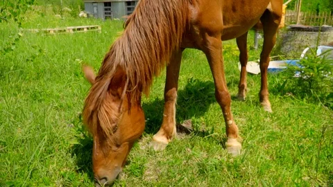 Slow motion side view of dark brown horse eating grass in a green flower field Stock Footage 119760113