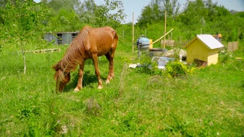 Slow motion side view of dark brown horse eating grass in a green flower field Stock Footage 119760140