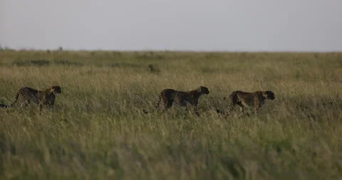 Slow motion side view of female cheetah and two sub-adult cubs  stalking prey  Video stock 160720316