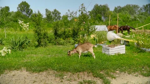 Slow motion side view of a goat eating grass in a green flower field on a sunny Stock Footage 119761125