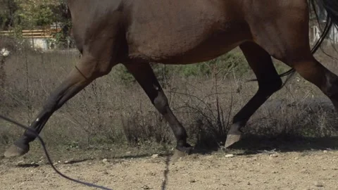 Slow Motion Side View of Horse Walking During Outdoor Lunge Training Stock Footage 339197487
