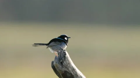 Slow motion side view of a male superb fairy wren on a stump Stock Footage 164968237