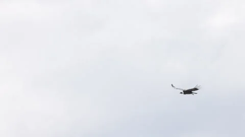 Slow motion side view tracking shot of an andean condor flying at patagonia Stock Footage 300324726
