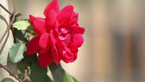 Slow motion side view video of a rose in bloom outdoors swinging with wind 스톡 동영상 239021246