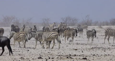 Slow motion side view of zebras, oryx(gemsbok) and a wildebeest walking to and Stock Footage 144241361