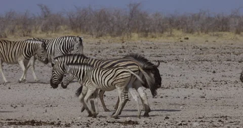Slow motion side view of zebras and a wildebeest walking to and from a Stock Footage 144245127