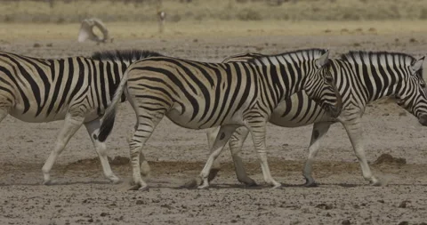 Slow motion side view of zebras walking to a waterhole with antelope in the Stock Footage 144245710