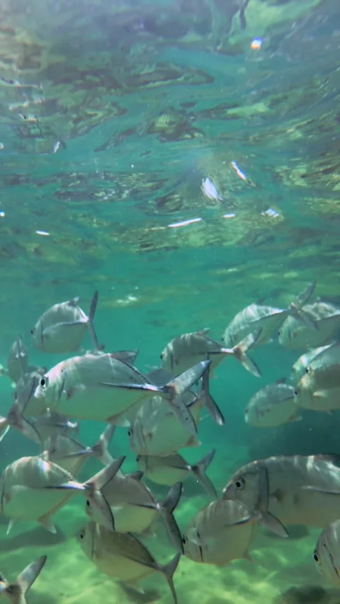 Slow Motion Silver Fish School in Hikkaduwa, Sri Lanka Stock Footage 329033341
