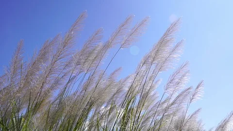 Slow motion of Silver grass flower blowing in the wind at winter day Stock Footage 120897963