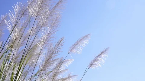 Slow motion of Silver grass flower blowing in the wind at winter day Stock Footage 121246029