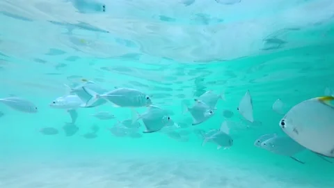 Slow Motion Silver Moonfish School Dispersing In Clear Turquoise Tropical Water Stock Footage 329627916