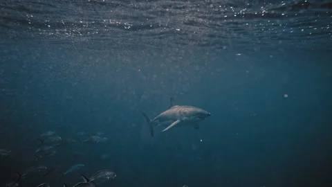 Slow motion of silver trevally keeping distance behind great white shark in 스톡 동영상 303962429