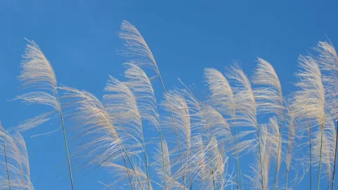Slow motion of silvergrass blowing in the wind against blue sky. Stock Footage 157385195