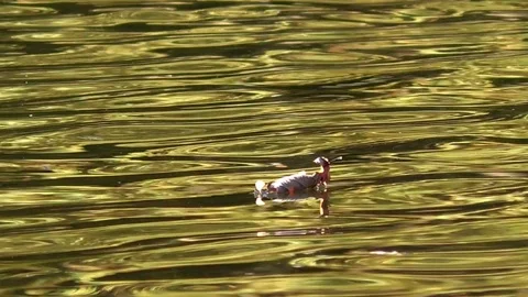Slow motion: Single autumn leaf floating on a pond. Tree leaf on water surface. Stock Footage 81457386
