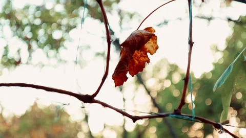 Slow Motion of a Single Dry Leaf Hanging on a Branch Stock Footage 302979464