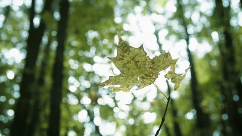 Slow Motion Single Fall Leaf In Front Of The Sun Stock Footage 117123304