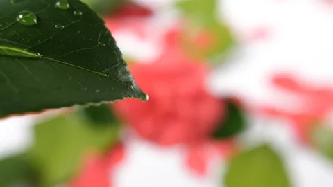 Slow motion of a single green leaf with a raindrops of water falling  Stock Footage 90835875