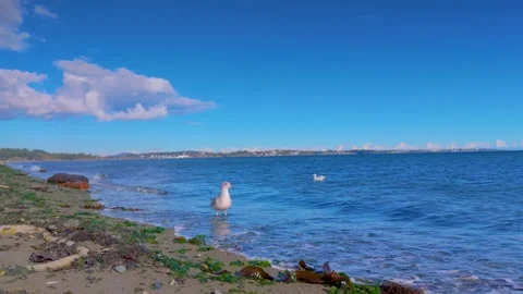 Slow motion of a single seagull on the edge of a tranquil beach in Victoria Stock Footage 292832116