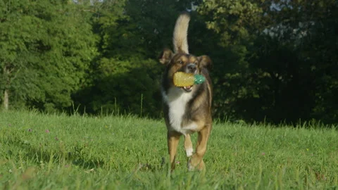 SLOW MOTION: A sitting brown shepherd dog jumps to catch a pineapple chew toy 스톡 동영상 329136972