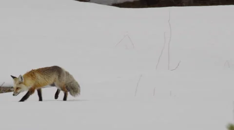 Slow motion sitting red fox gets up to hunt on snow in Yellowstone Stock Footage 63193333