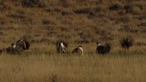 Slow motion - six sage grouse displaying together in morning light Stock Footage 75205415