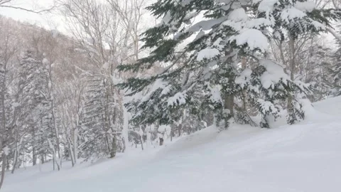 Slow motion skiing under a large fir tree in snowy winter landscape Stock Footage 268662359