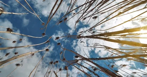 Slow Motion Sky, clouds and dry cane on wind Stock Footage 130675648