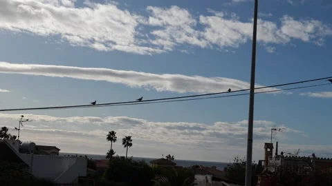 Slow Motion sky dove Stock Footage 157677330