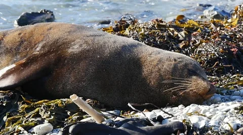 Slow Motion of Sleeping Fur Seal With Lapping Waves Video stock 50257645