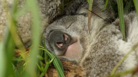 Slow motion sleeping Koala in a tree Stock Footage 104296122