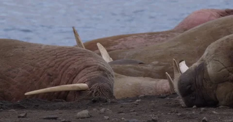 Slow motion - sleepy walruses head in sand Stock Footage 56349387